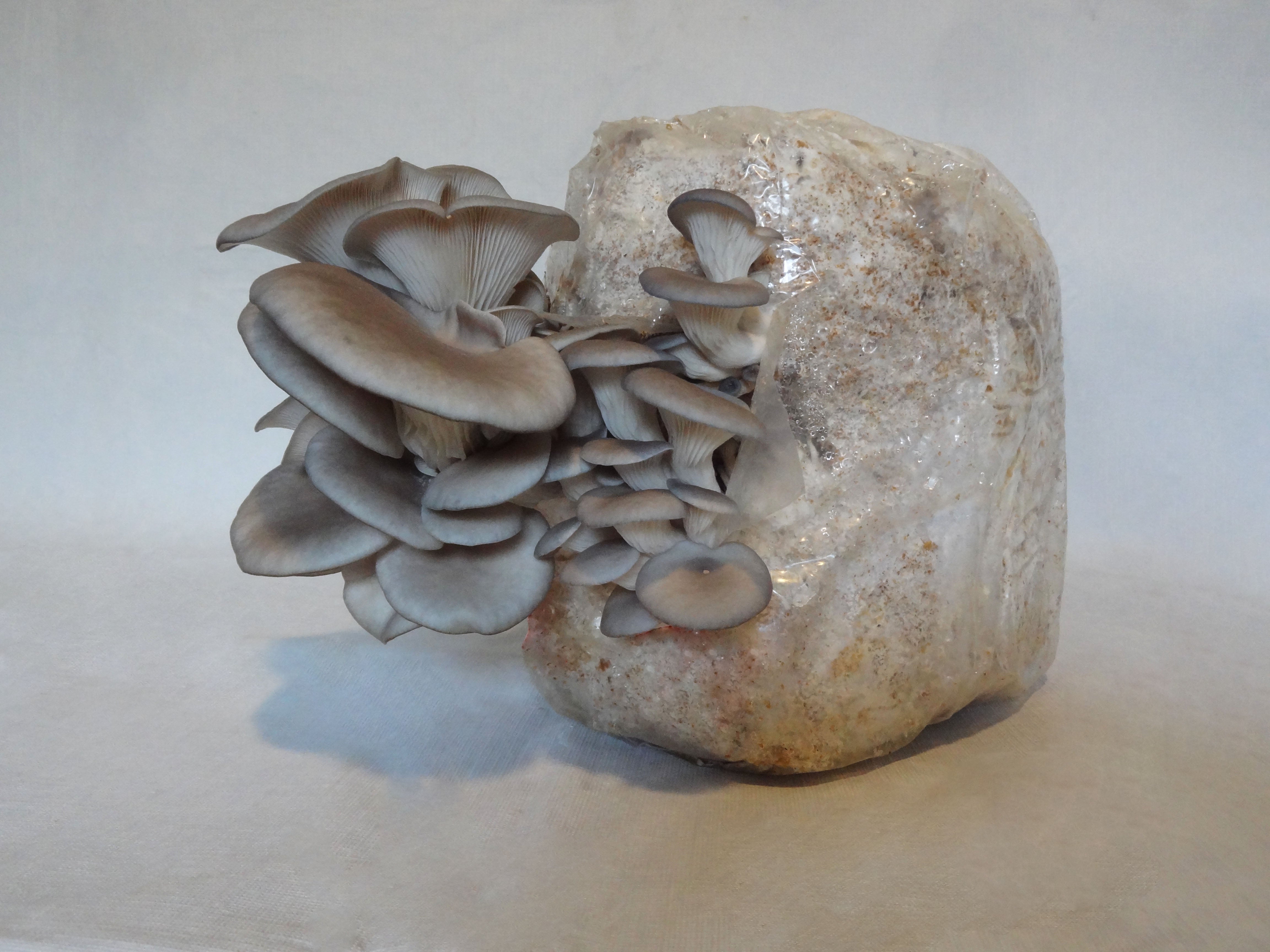 Blue Oyster Mushroom Fruiting Kit