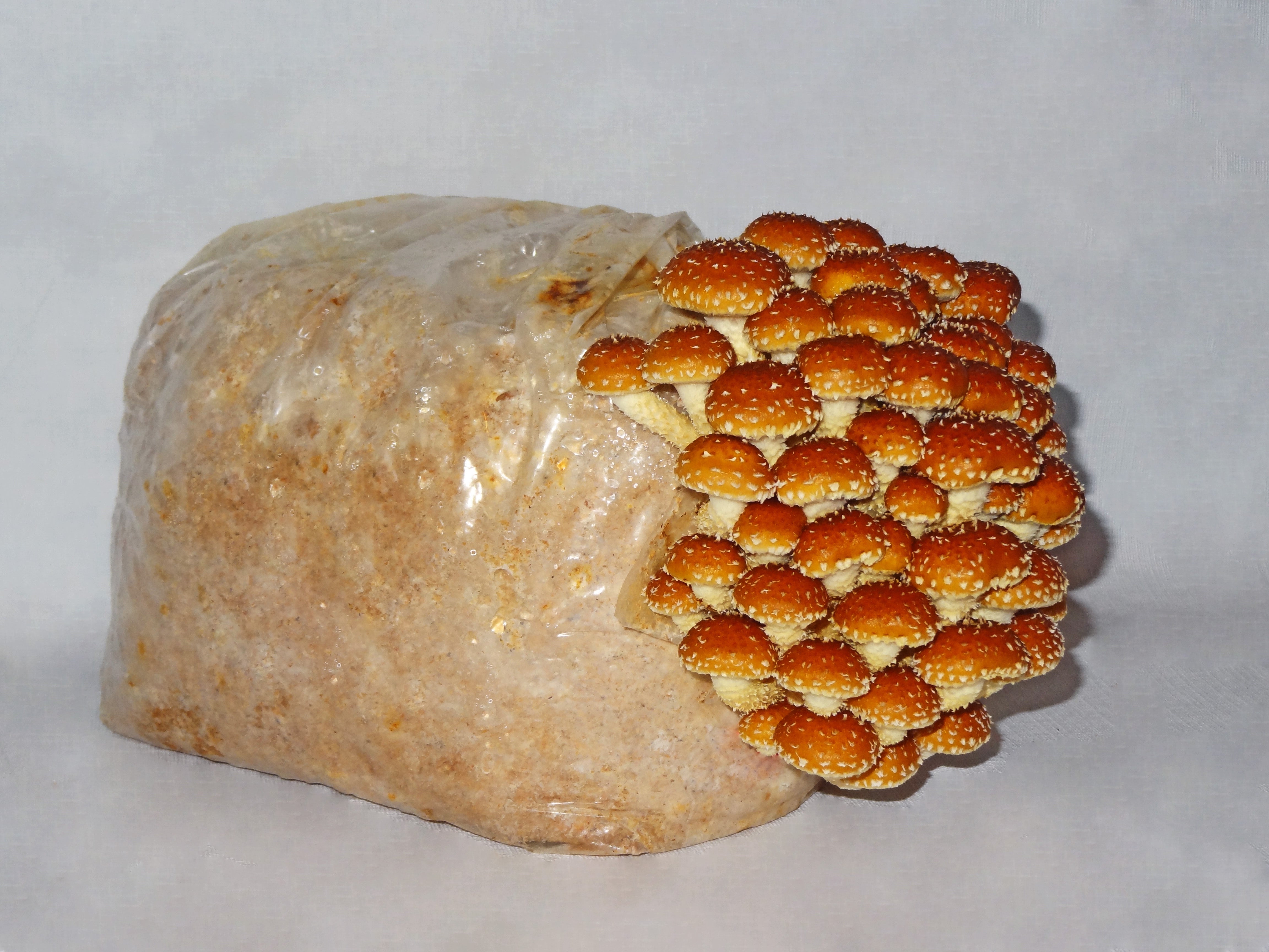 Chestnut Mushroom Fruiting Kit